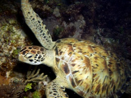 Green Sea Turtle IMG 3189